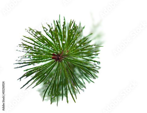 wet needles on pine tree