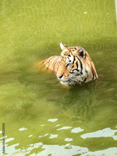 Royal bengal tiger