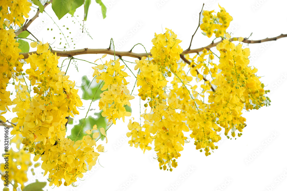 golden shower