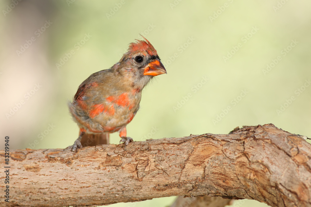 Northern cardinal con plumaje de verano posado en una rama Northern cardinal con plumaje de verano posado en una rama