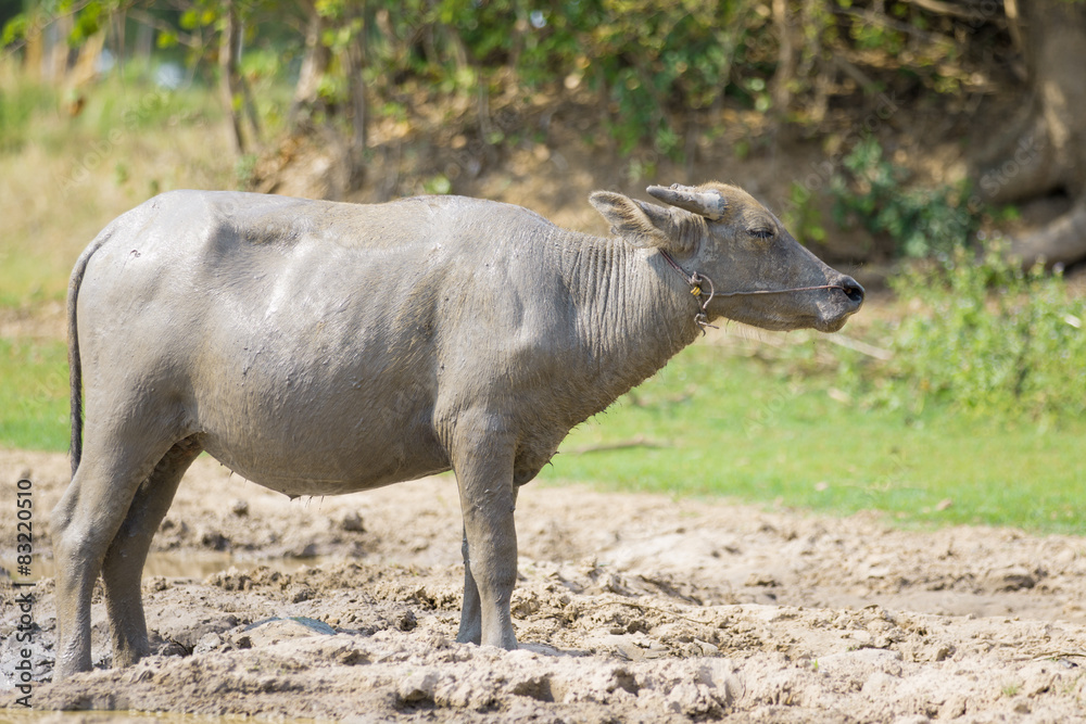 water buffalo eating grass in field water buffalo eating grass in field