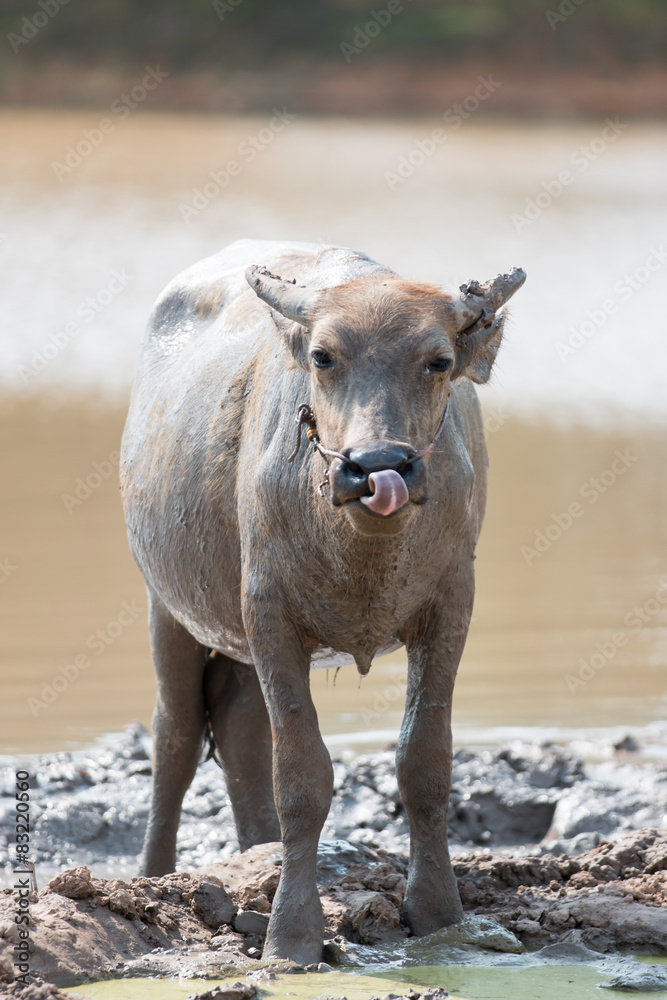 Fototapeta premium water buffalo eating grass in field