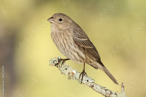 house finch hembra en una rama