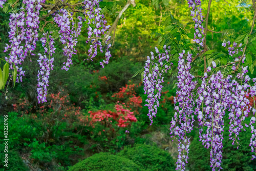 Fototapeta Naklejka Na Ścianę i Meble -  Wild wisteria with orange azalea in a Japanese forest