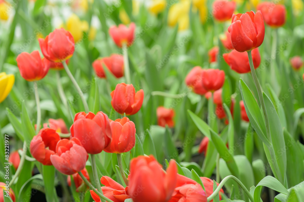 Beautiful bouquet of tulips, tulips in spring,colourful tulips. Beautiful bouquet of tulips, tulips in spring,colourful tulips.
