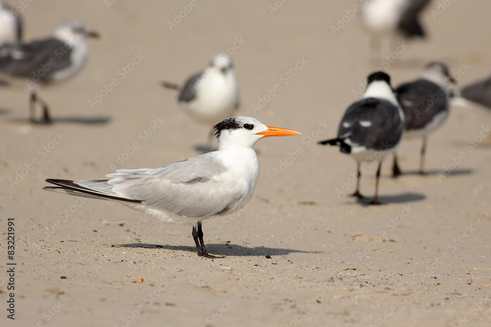 Gaviota Lern Tern en la playa en Port Aransas