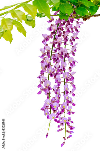 Japanese wild wisteria isolated