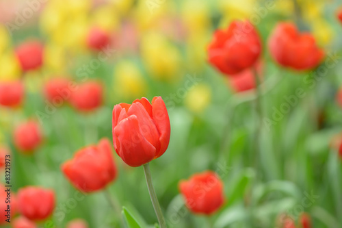 Beautiful bouquet of tulips, tulips in spring,colourful tulips. © tuephoto