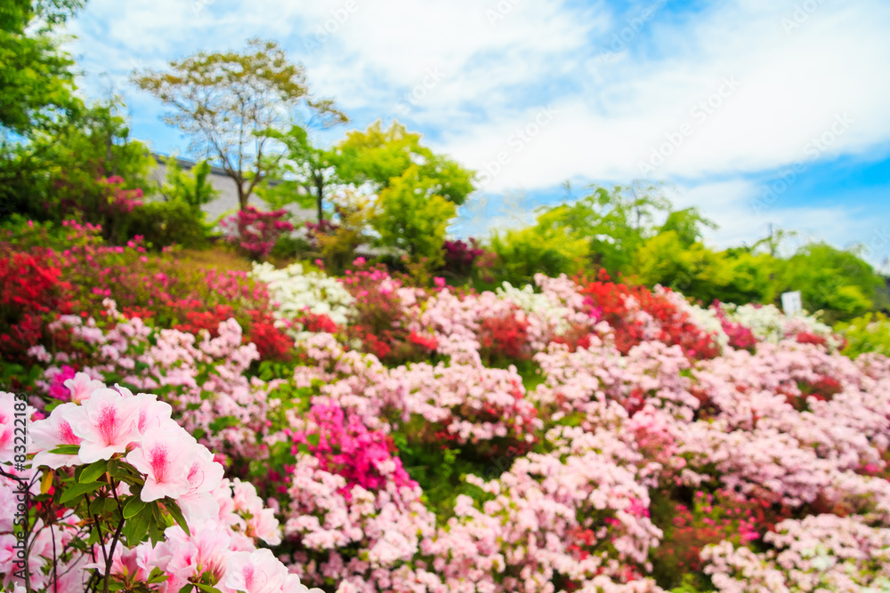 Field of flowers of Japanese Azalea