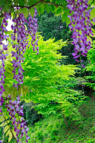 Fototapeta Naklejka Na Ścianę i Meble -  full-blown wisteria in a Japanese forest