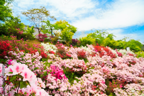 Fototapeta Naklejka Na Ścianę i Meble -  Field of flowers of Japanese Azalea