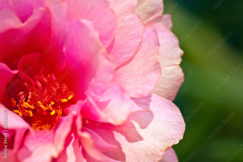 Close Up Pink Common Purslane flower