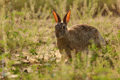 Conejo a contraluz © raulbaena