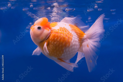 Gold fish © saknakorn