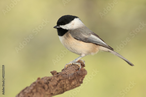 Bild auf Leinwand Chickadee en una rama