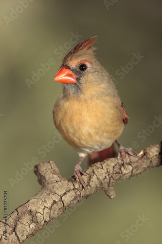 Northern cardinal en una rama © raulbaena