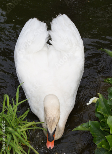 The mute swan walking in the garden