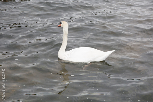 The mute swan swimming under the river