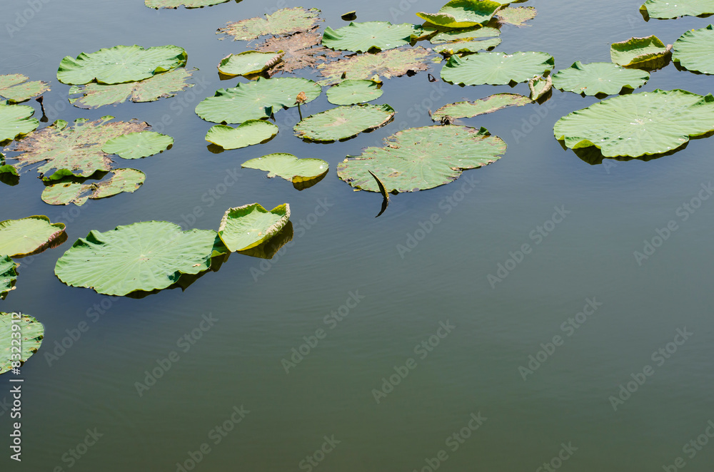 Water Space Among Clump of Lotus Leaves In Little Natural Pond. Water Space Among Clump of Lotus Leaves In Little Natural Pond.