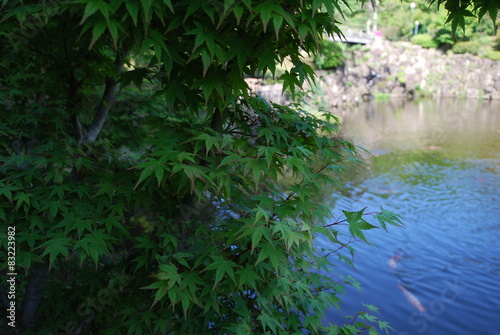 Fototapeta Naklejka Na Ścianę i Meble -  Kaede with pond