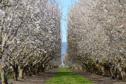 almond blooming photo