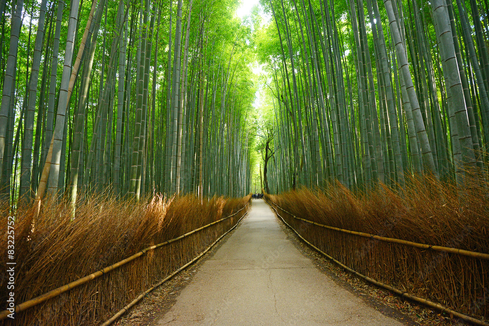 Obraz premium bamboo groove