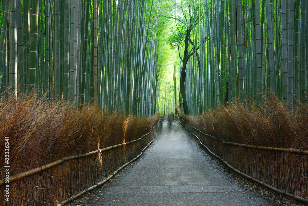 Fototapeta premium bamboo