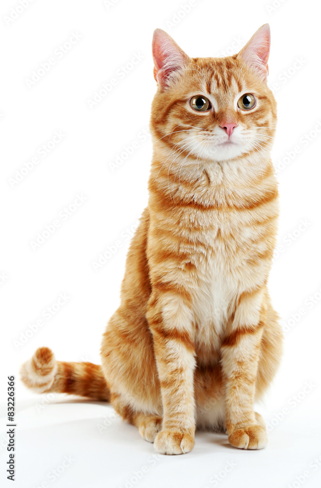 Obraz premium Portrait of red cat isolated on white