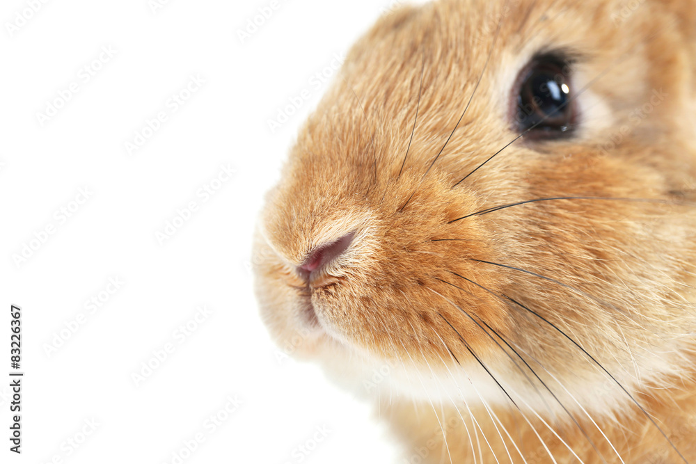 Portrait of red rabbit isolated on white Portrait of red rabbit isolated on white