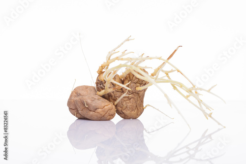 Sprung potatoes with sprouts isolated on white background
