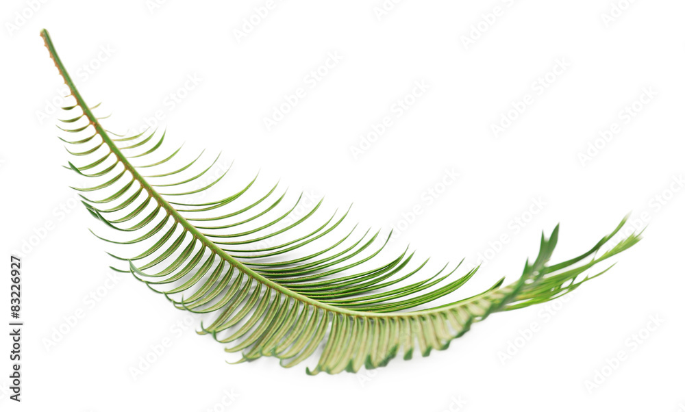 Green leaf of sago palm tree isolated on white Green leaf of sago palm tree isolated on white