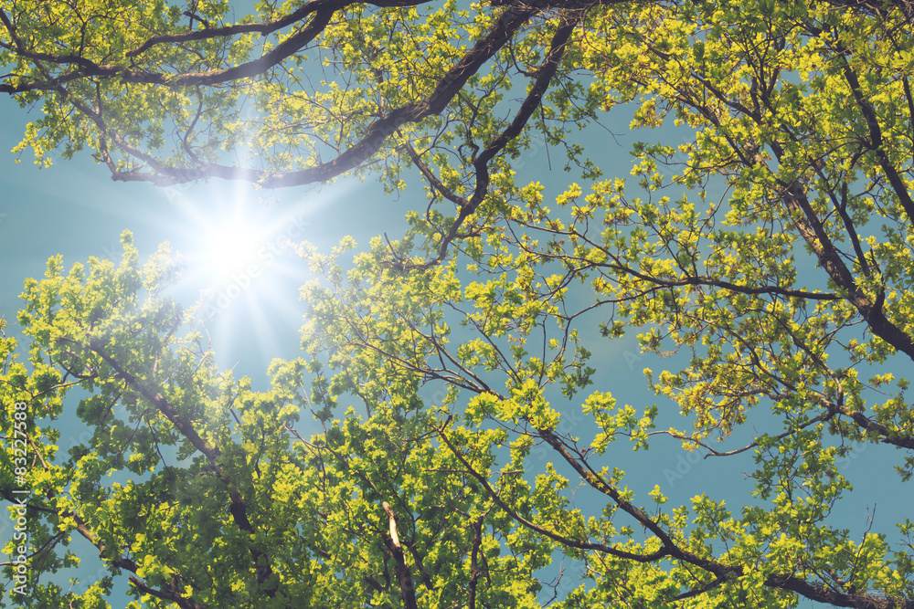 Fototapeta premium Forest with sun flare.
