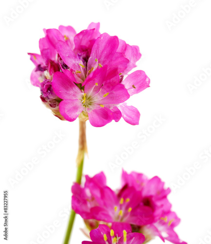 Fototapeta Naklejka Na Ścianę i Meble -  Beautiful pink flowers isolated on white