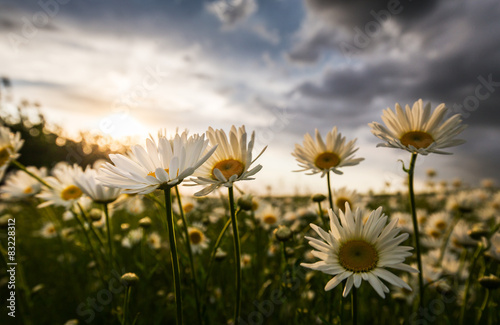 Wild daisies in a country meadow