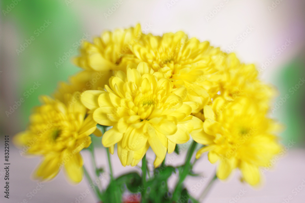 Fototapeta premium Beautiful chrysanthemum close up