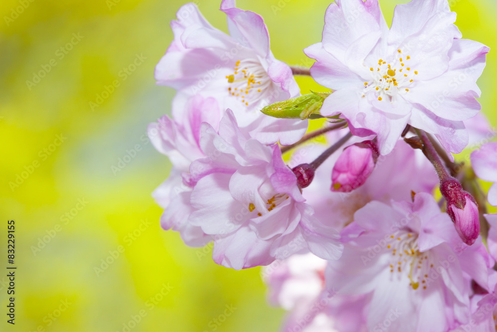 Fototapeta premium 枝垂れ桜