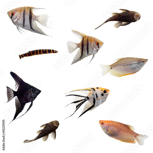 Group of decorative fishes on white photo