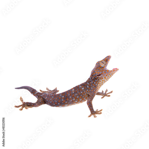 Tokay Gecko isolated on white background