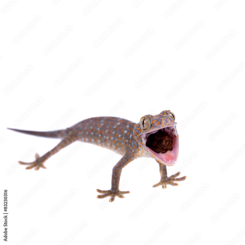 Fototapeta premium Tokay Gecko isolated on white background