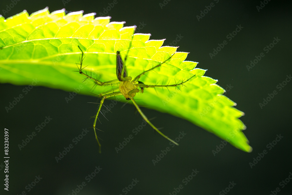 Fototapeta premium Spider hiding under leaf