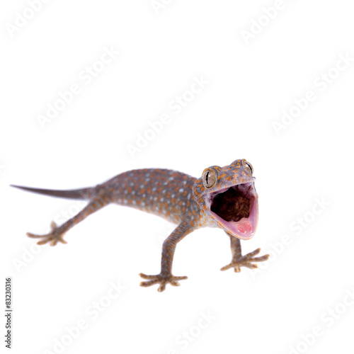 Tokay Gecko isolated on white background