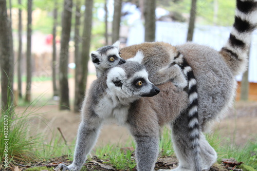 Une maman lémurien et son petit