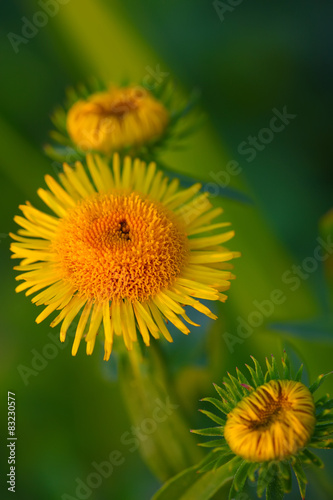 bright yellow daisies