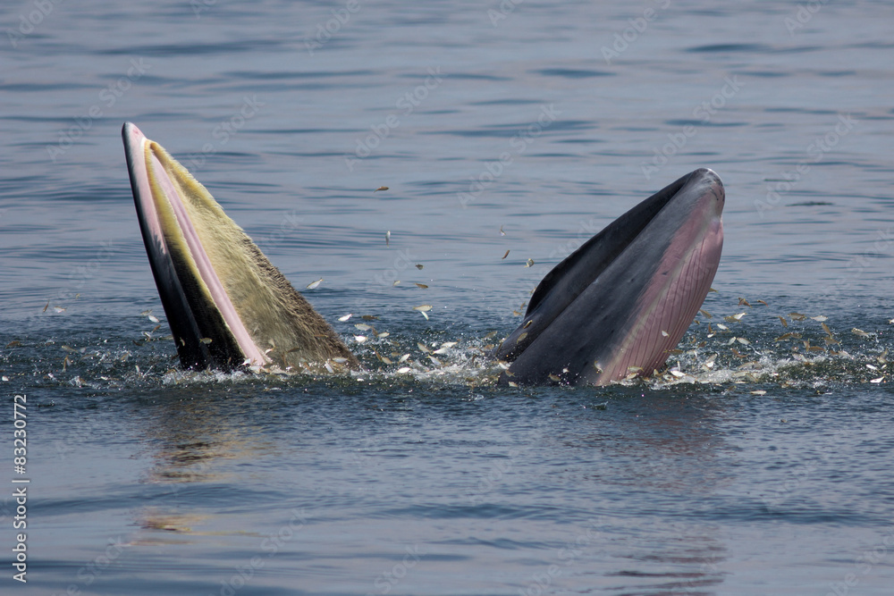 Fototapeta premium The Bryde's Whale.