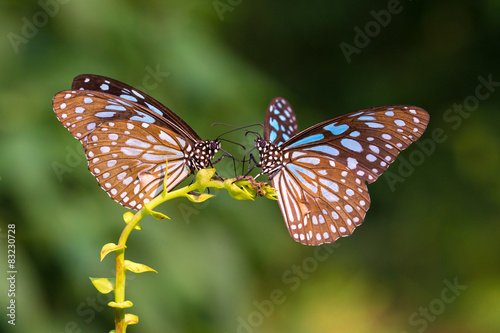 Two Blue Tiger drinking on plant