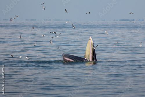 The Bryde's Whale.