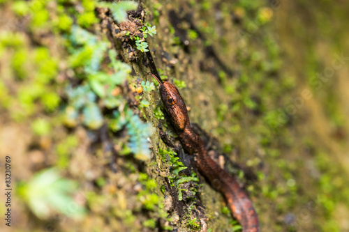 Violet-sanded snake - moving up and sticking out tongue