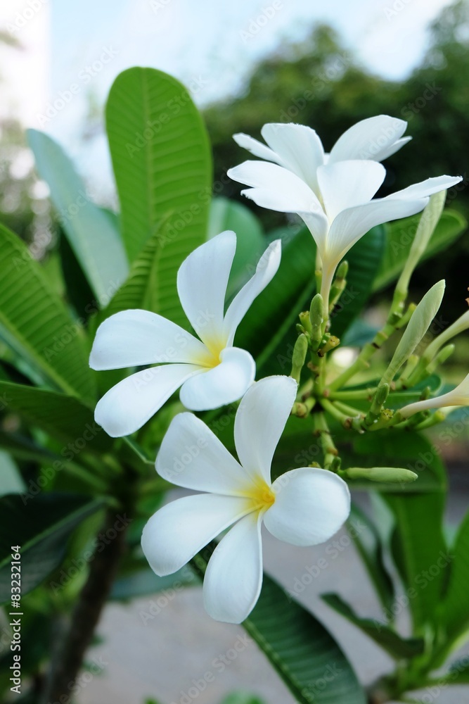 Fototapeta premium Beautiful White Flowers Of Plumeria tree