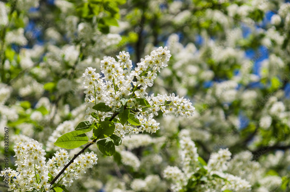 Bird cherry blossom with white petals and yellow stamens Bird cherry blossom with white petals and yellow stamens