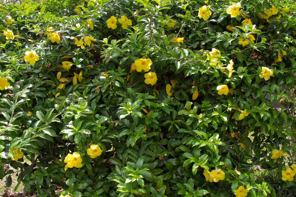 Gelbe Allamanda